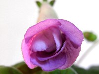 Sinningia 'Ozark Double Snowrose' Sinningia 'Ozark Double Snowrose'
